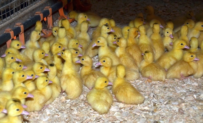 Housata,káčata,mulardi... - 3