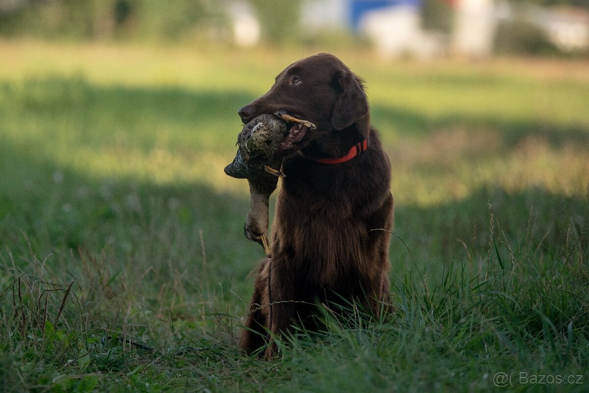 Flat coated retriever - nabídka krytí - 3