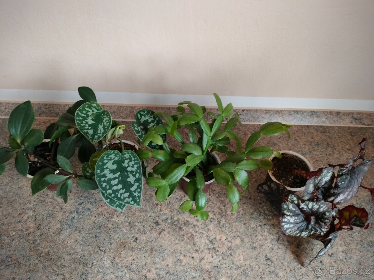 Rezervováno. Kytičky naší babičky 1, - 3