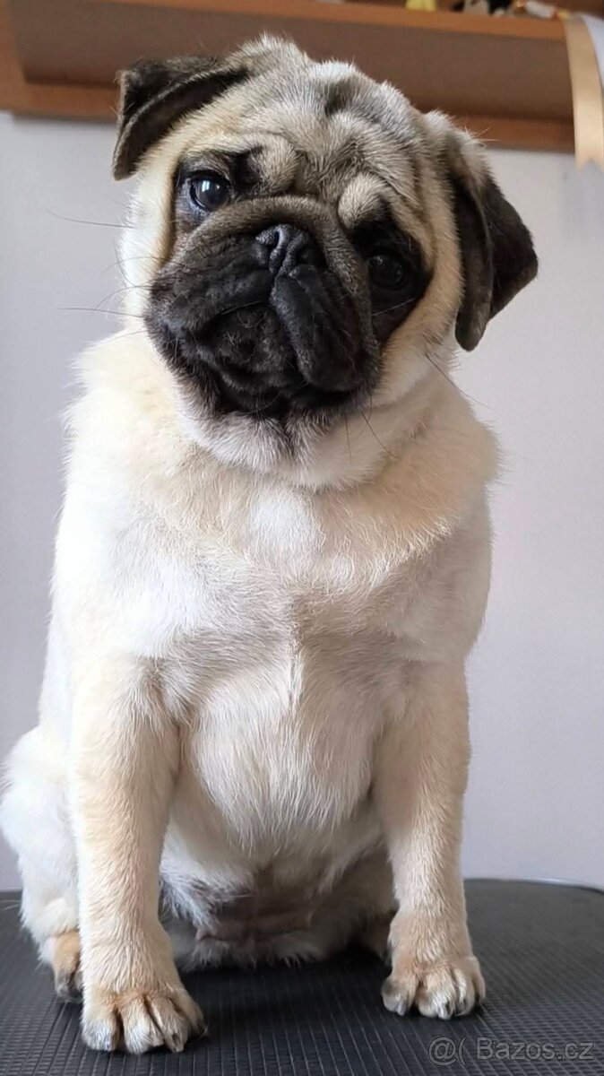 Mops s průkazem původu - 3