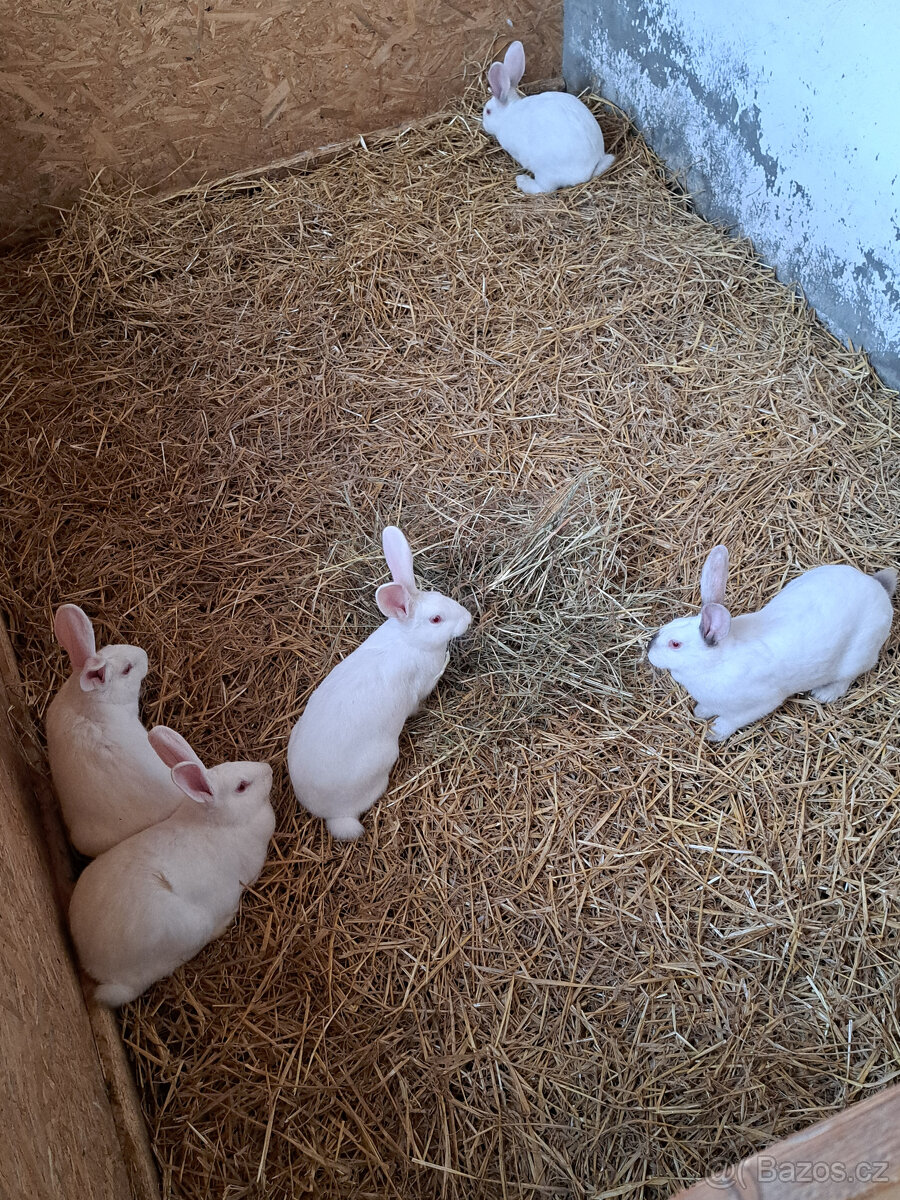 francouzska hyla - 3