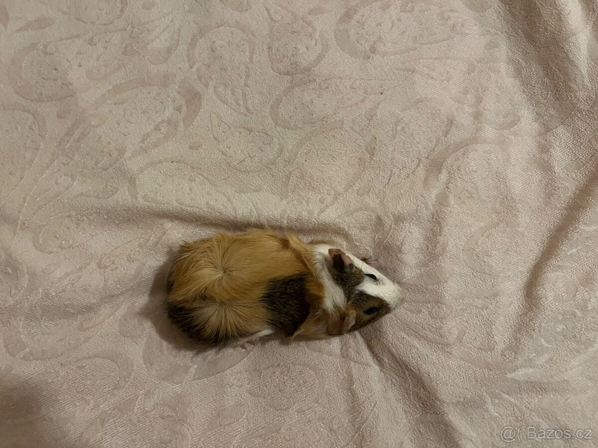 Morče rozetové, rozeta - 3