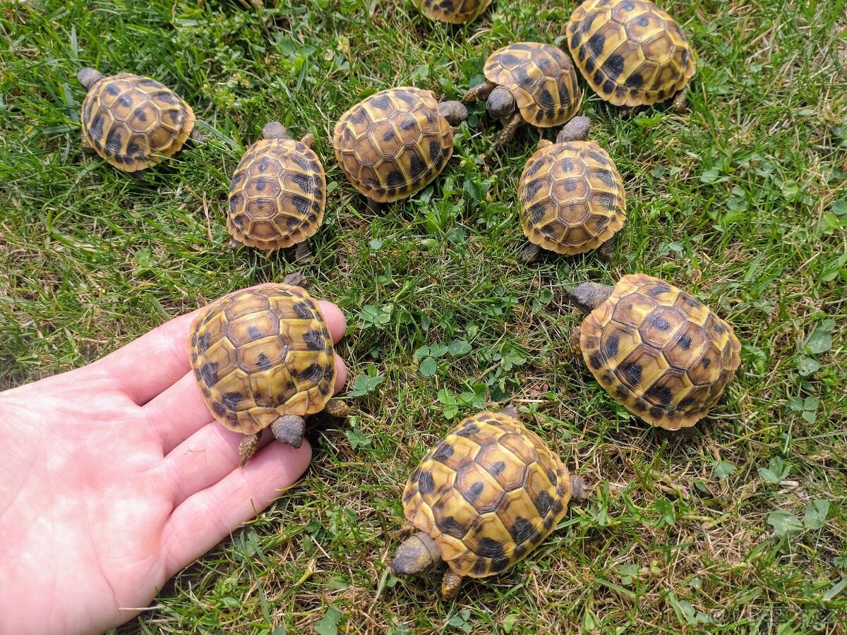 Želva zelenavá - 3