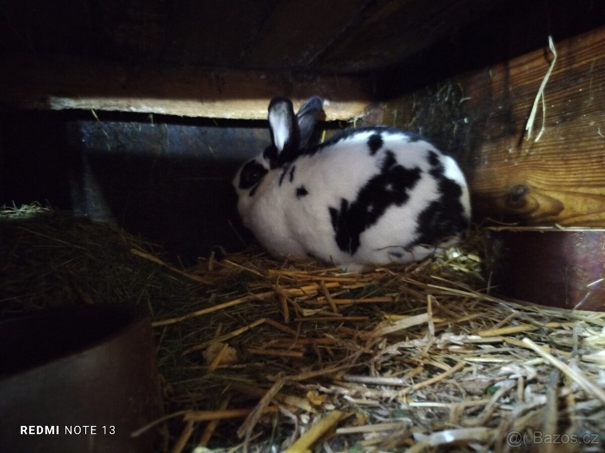 Prodám samice k chovu - 3