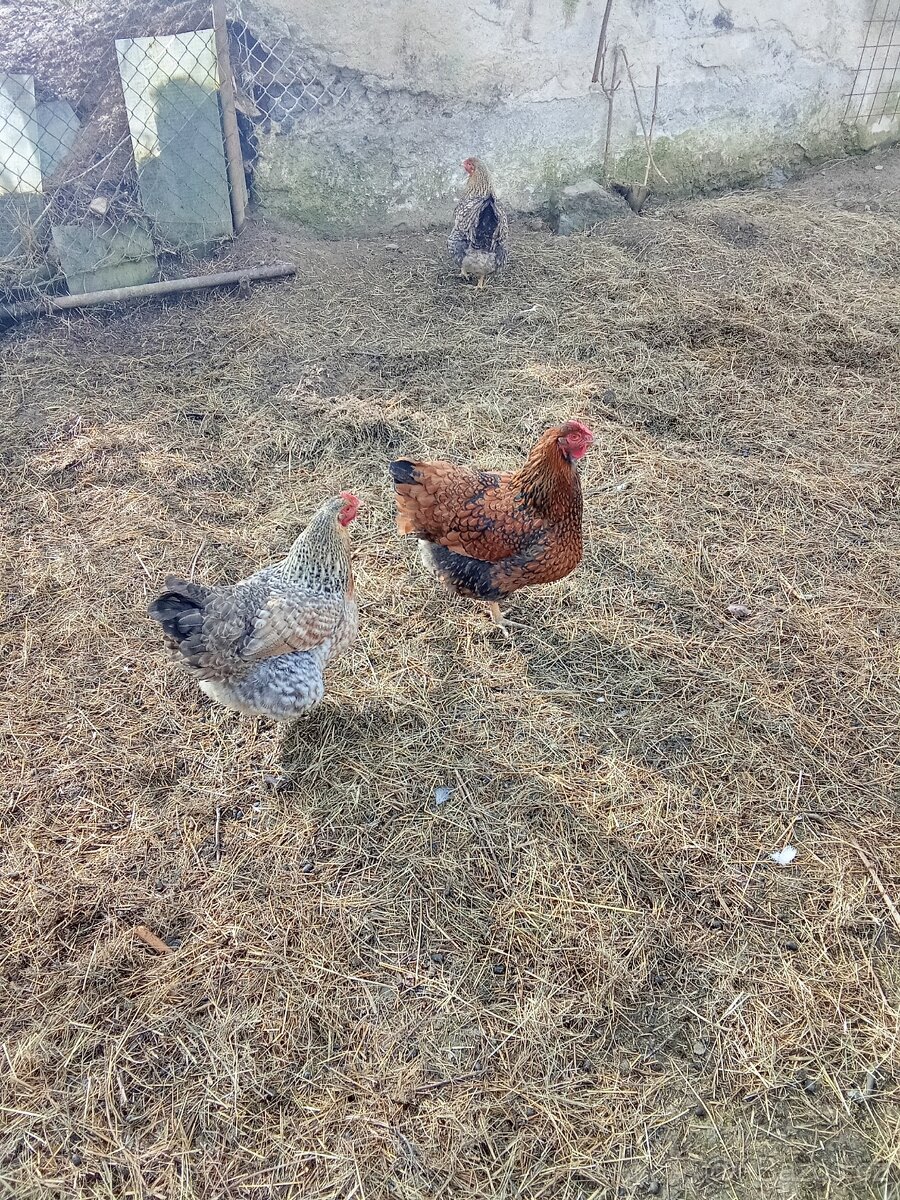 Vejce do líhně - 3