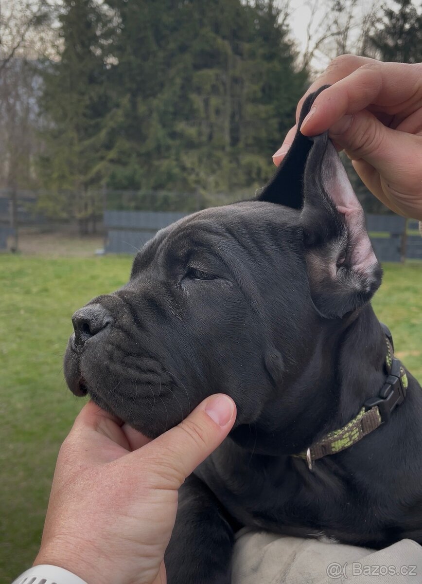Cane corso s PP Fci - PES - 3