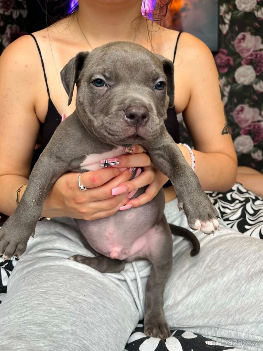 American Bully XL - 3
