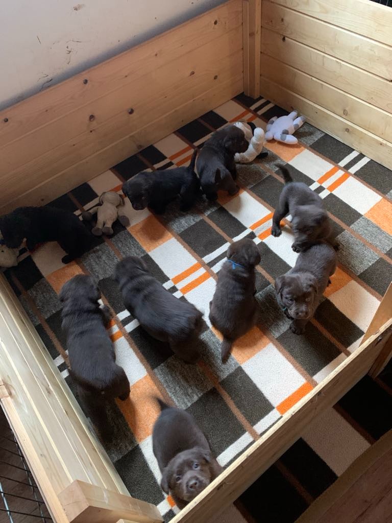 Labradorský retriever s PP - 3