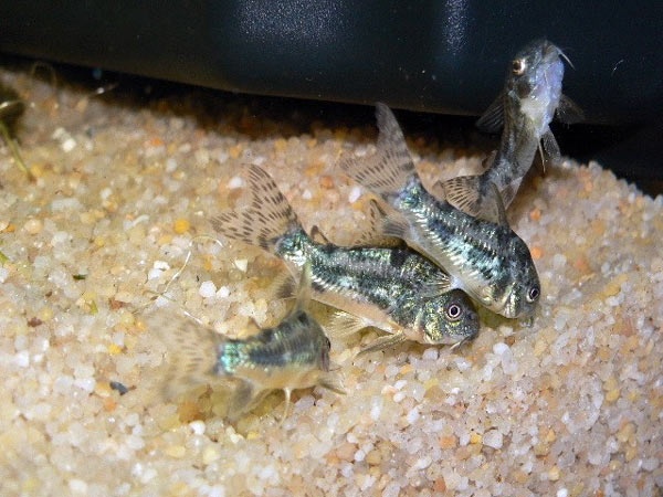 Corydoras paleatus - pancéřníček skvrnitý - 3