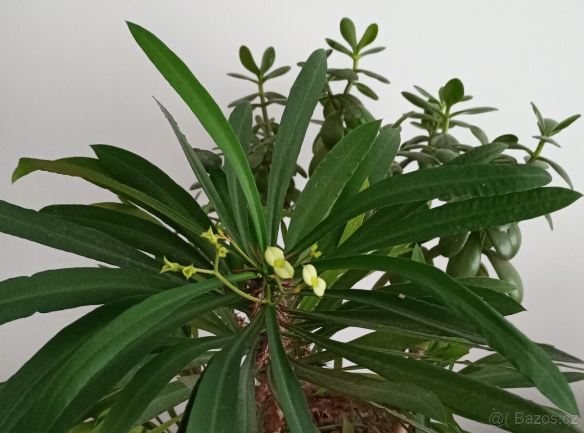 Tlustice a pryšec - 3