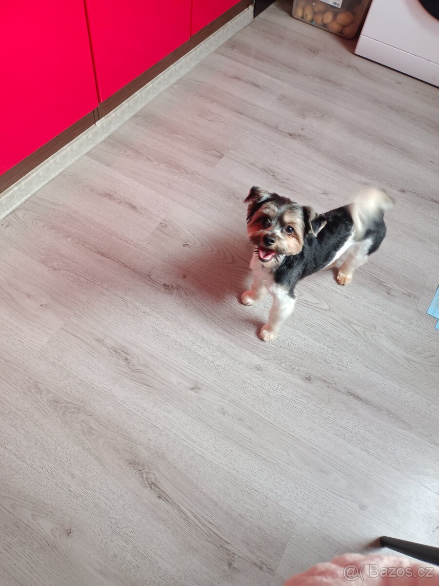 Biewer jorkšírský teriér pes - 3
