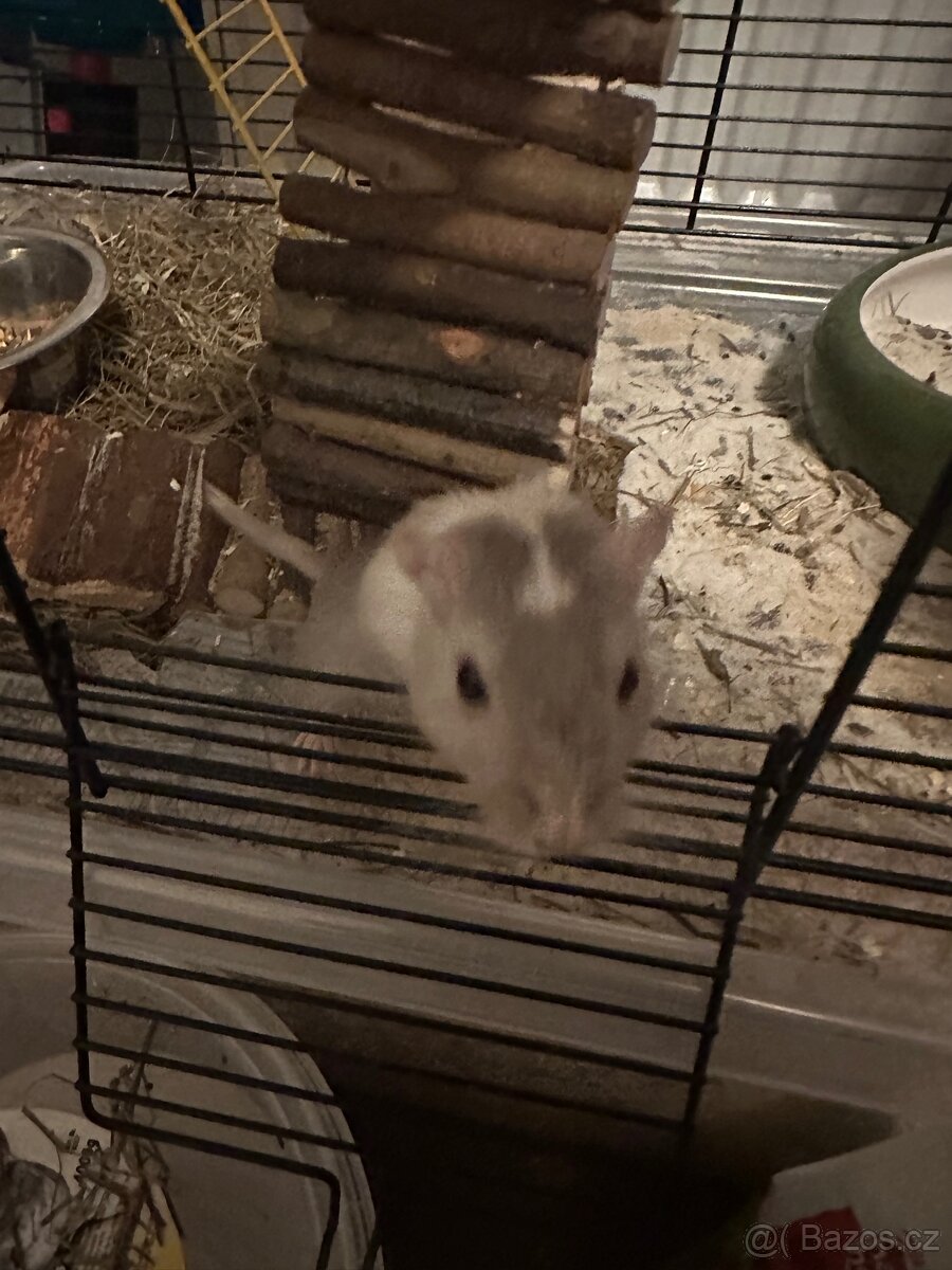 Daruji piskomilky - 3