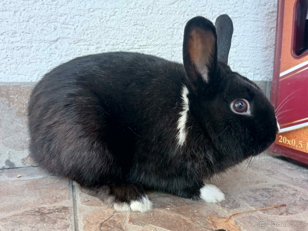 Zakrslý Králíček Hladký - Sameček - 3