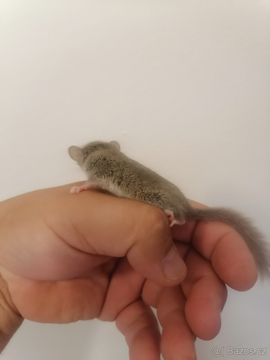 Plšík Africký - 3