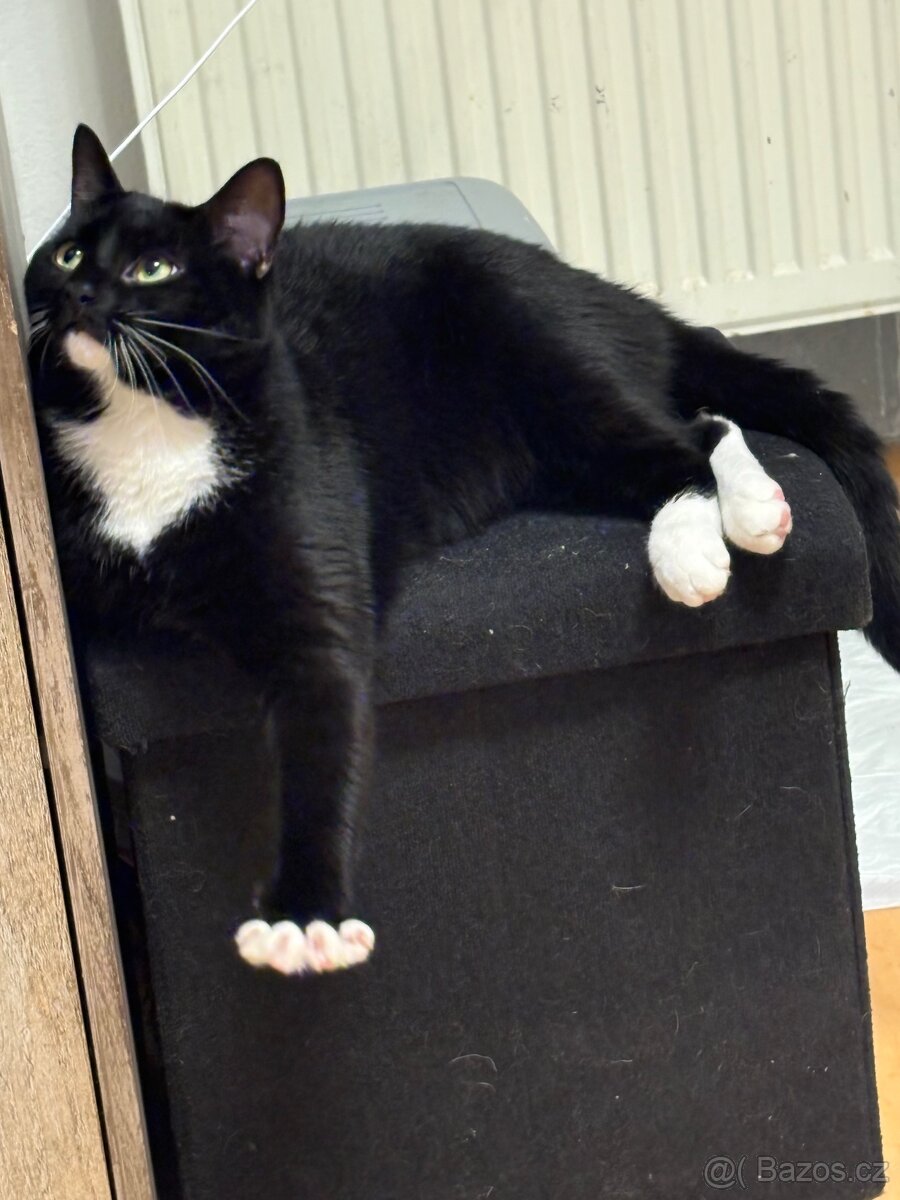 Ragdol pul cerna kocka - 3