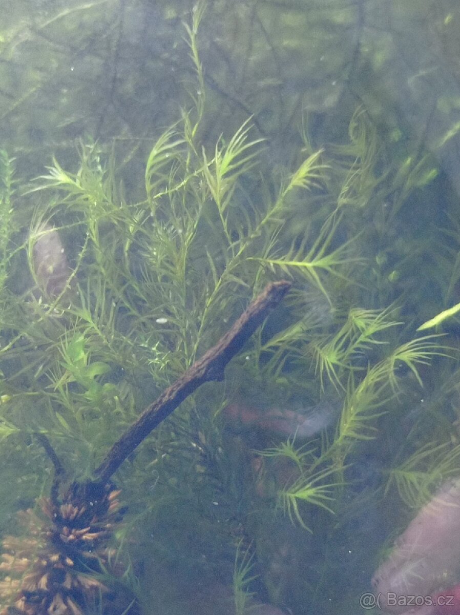 Krevetky White Pearl 1cm - 3