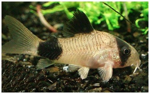 Corydoras Panda - Pancéřníček panda - 3