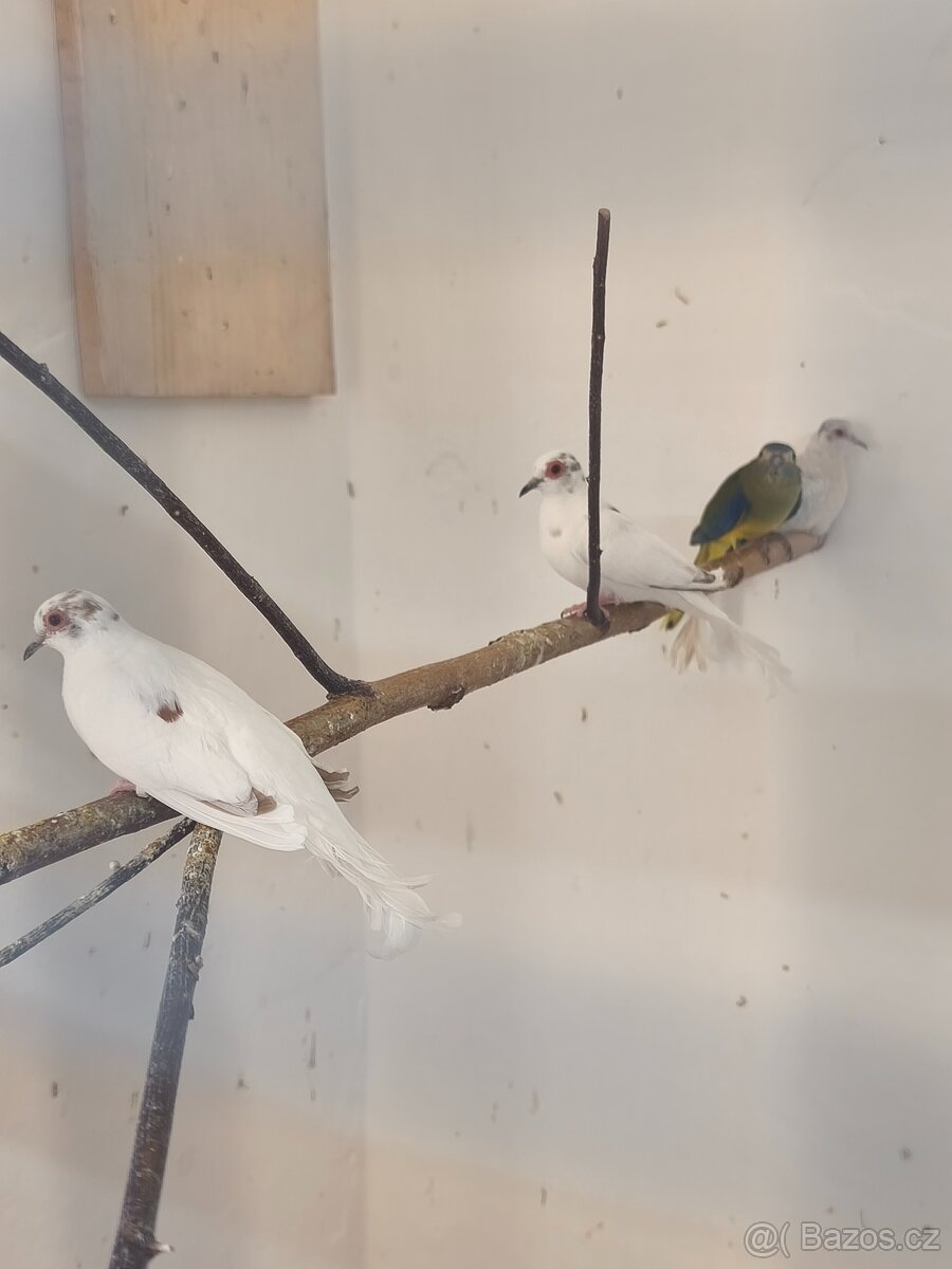 Holoubek diamantový - 3