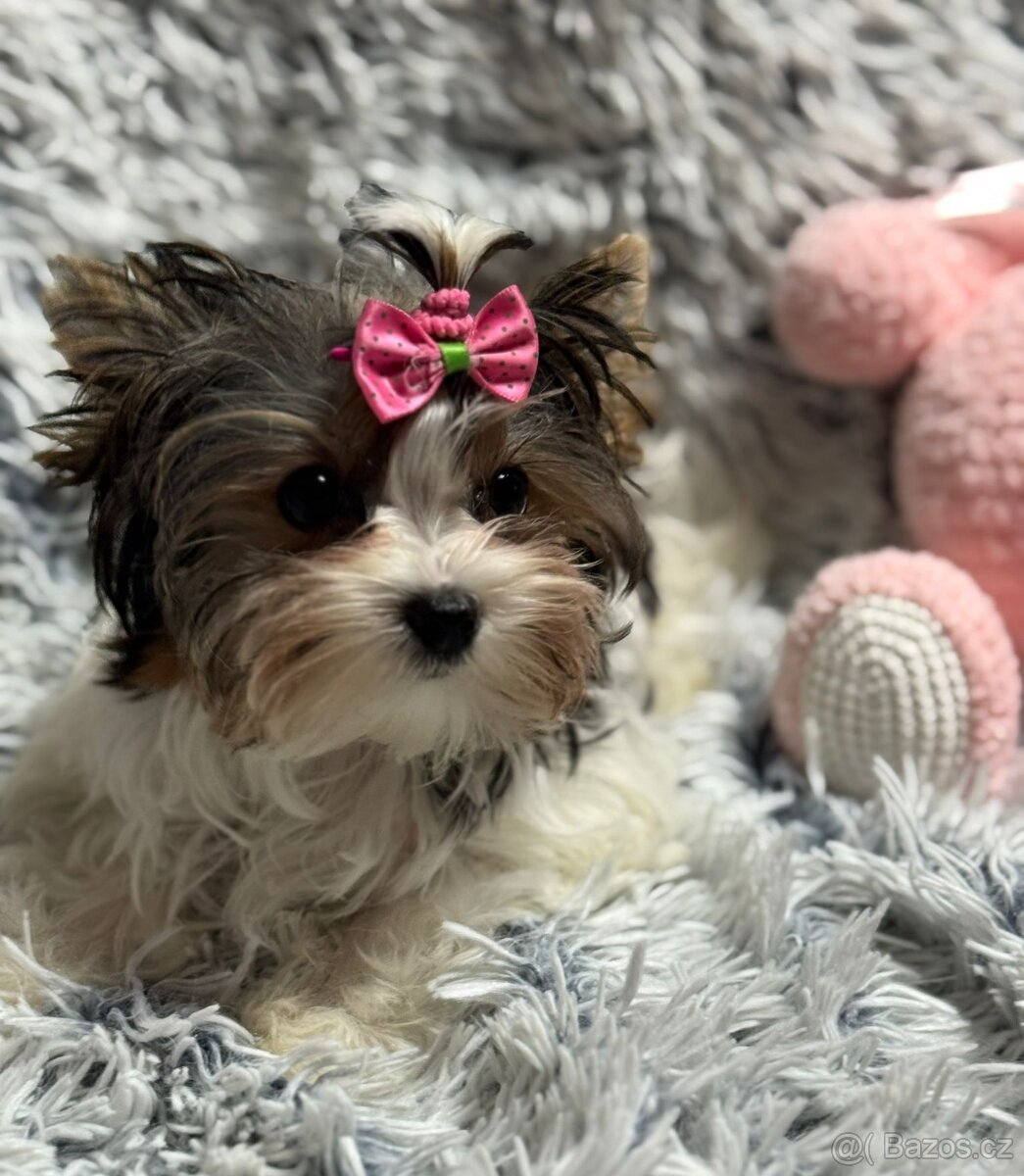 Biewer jork(Yorkshire)terier- fenka s pp - 3