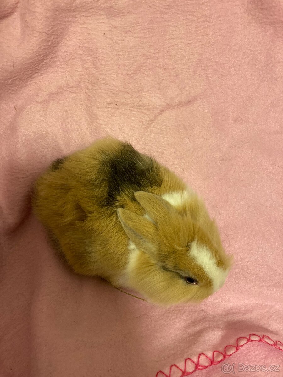 Zakrslý králík - lvíček - 3