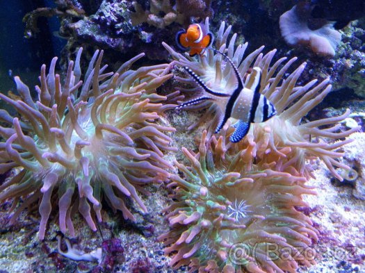 Mořské akvária. - 3