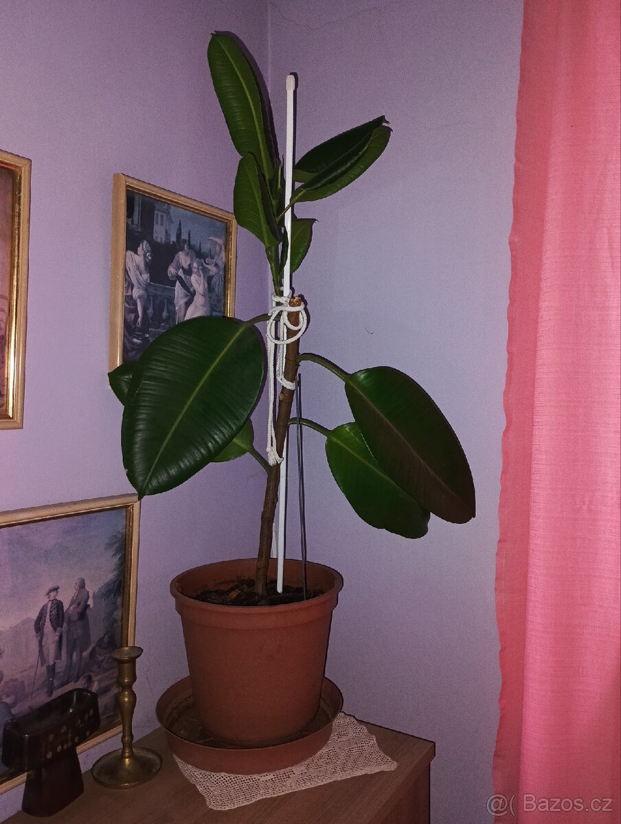 Fíkus kolem 1 metrů výška - 3
