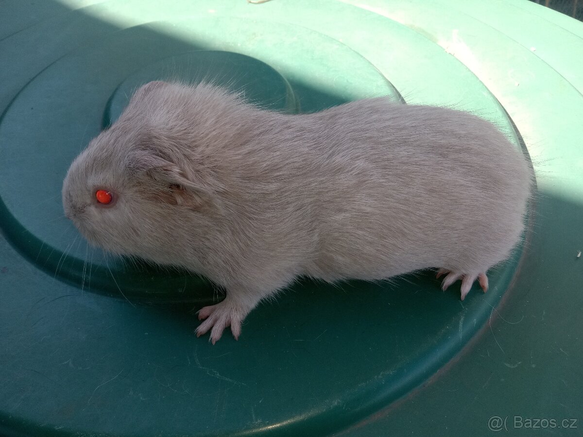 Morče morčata cuy mláďata - 3