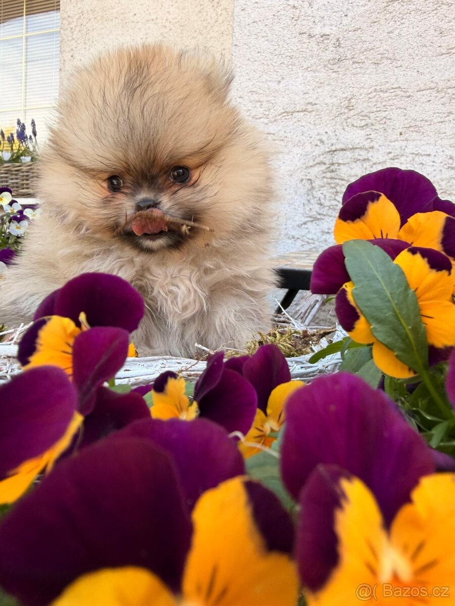 Pomeranian s p.p - 3