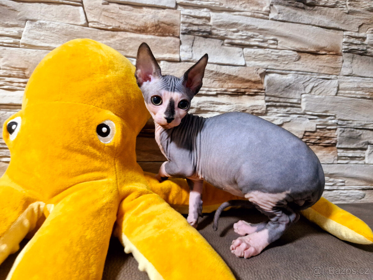 Sphynx kocouři - 3