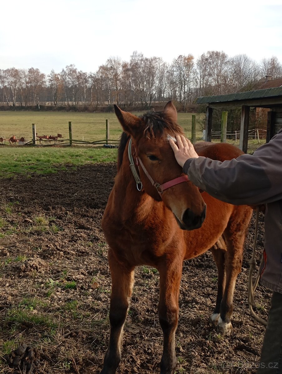 Slezký Norik SN. - 3
