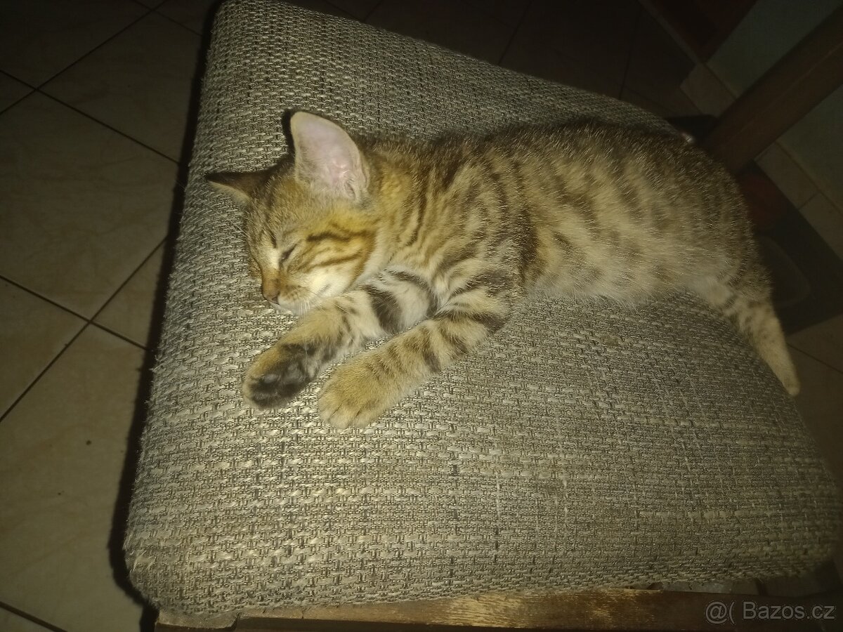 Koťátka Britské modré kočky - 3