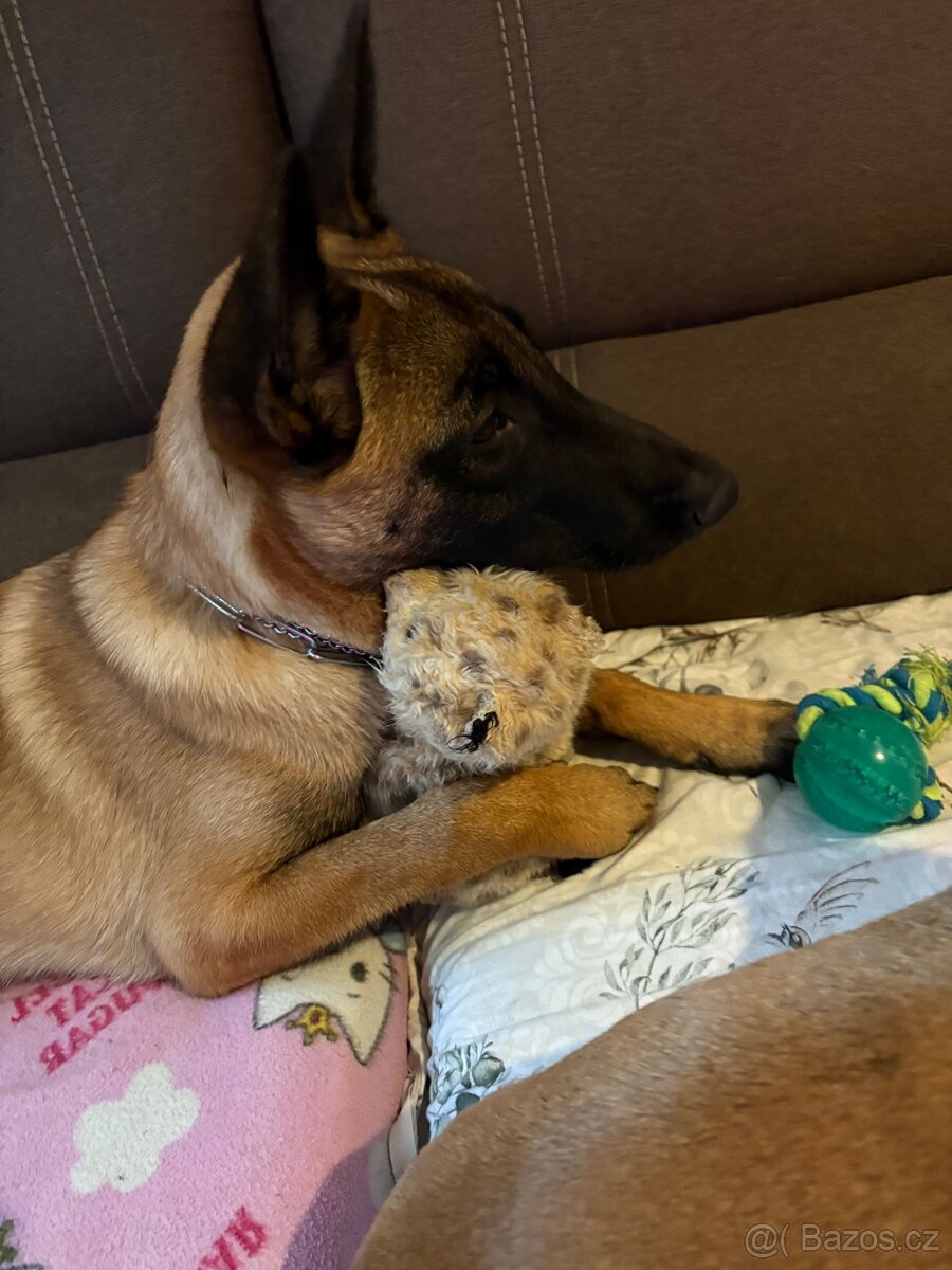Belgický ovčák malinois s PP - 3