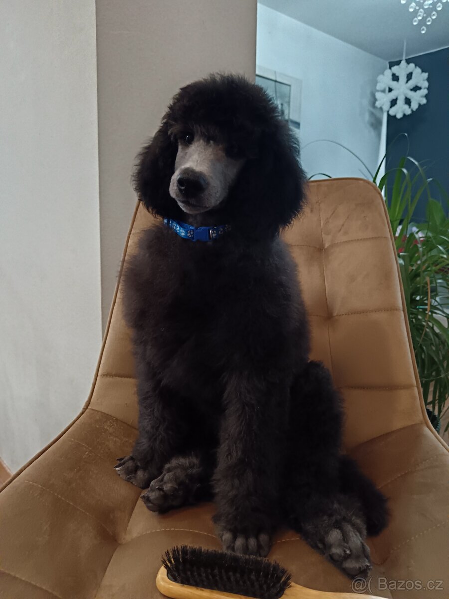 Pudl veľký (kráľovský) strieborný - 3