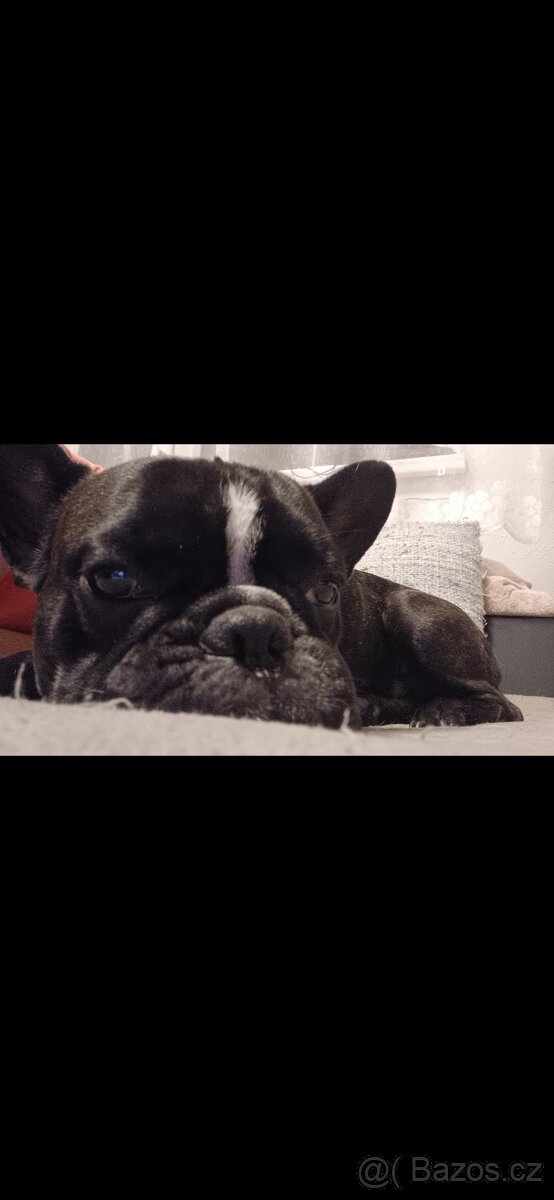 Francouzsky buldocek kryti - 3