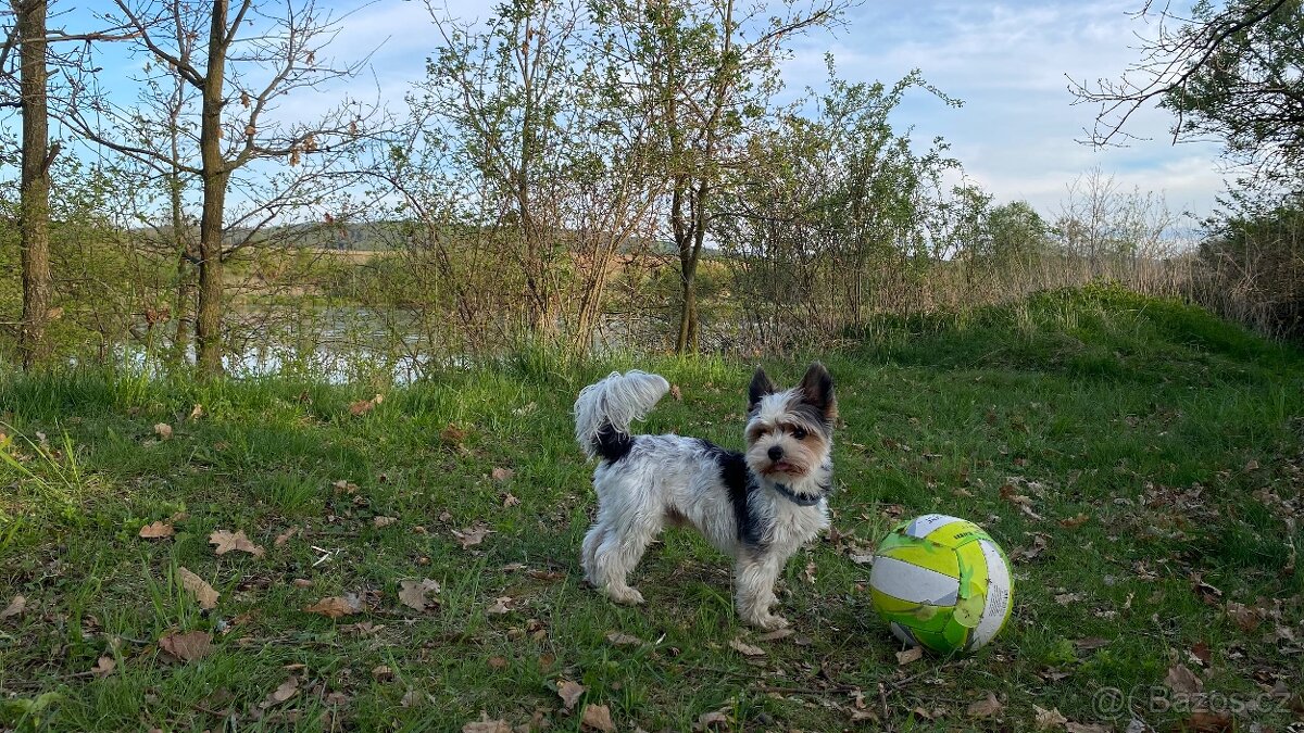 Nabízím ke krytí hezkého pejska 😊 - 3