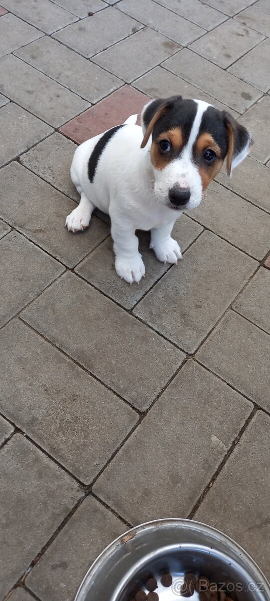 Jack Russell teriér - 3