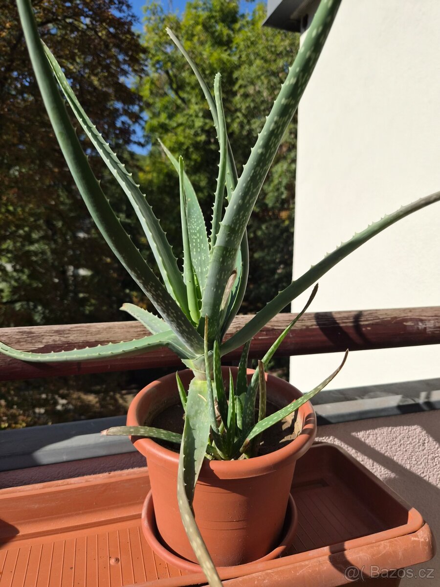 Dvě velké Aloe Vera - 3