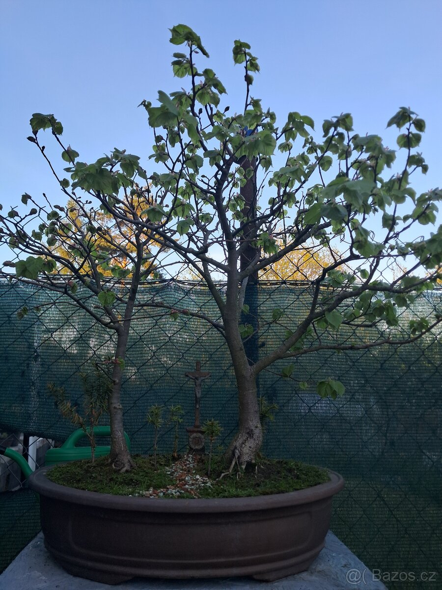 Bonsai bonsaj Lipa - 3