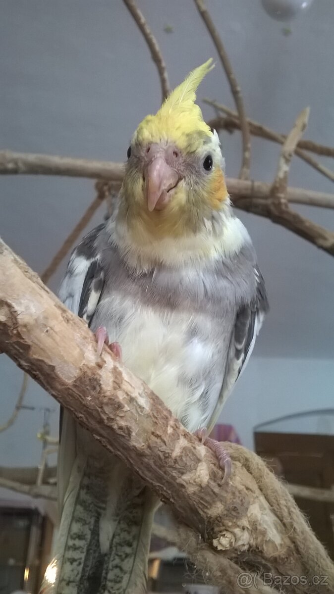 KORELA RUCNE DOKRMENA UCENA NA KSIRKY kluk - 3