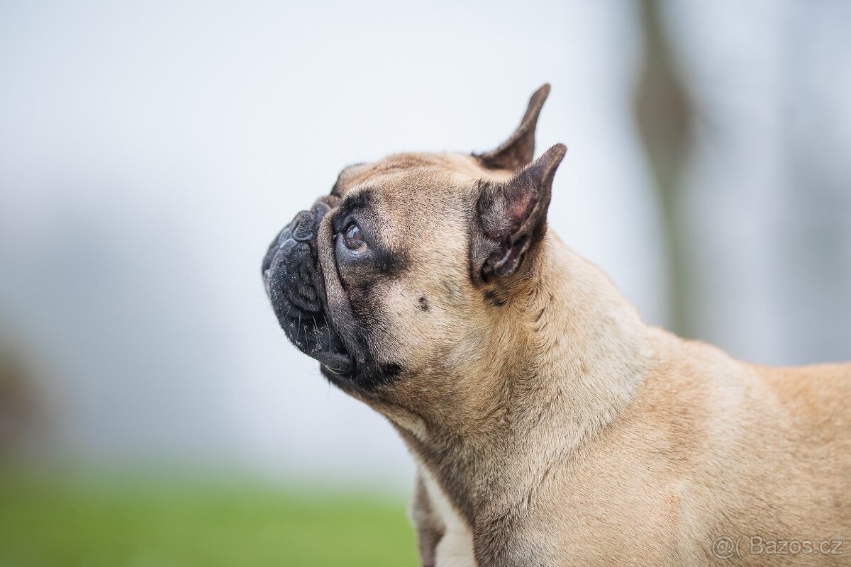 Francouzský buldoček - krytí - 3