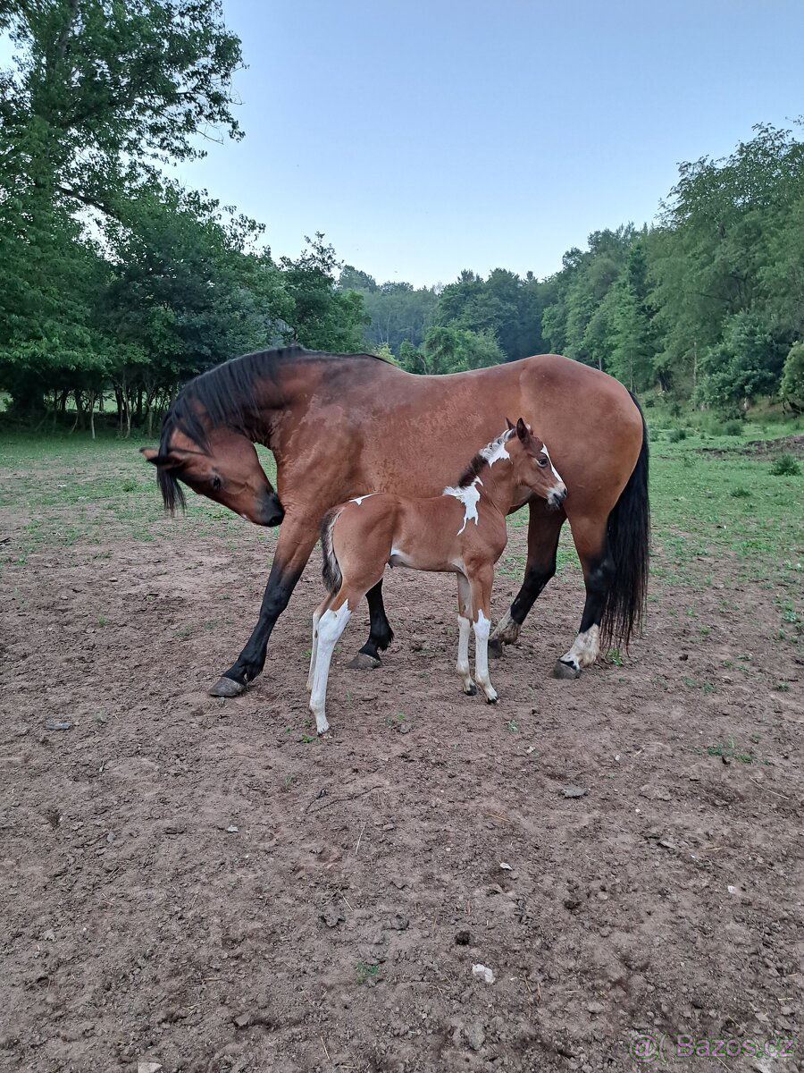 Teplokrevna kobyla - 3