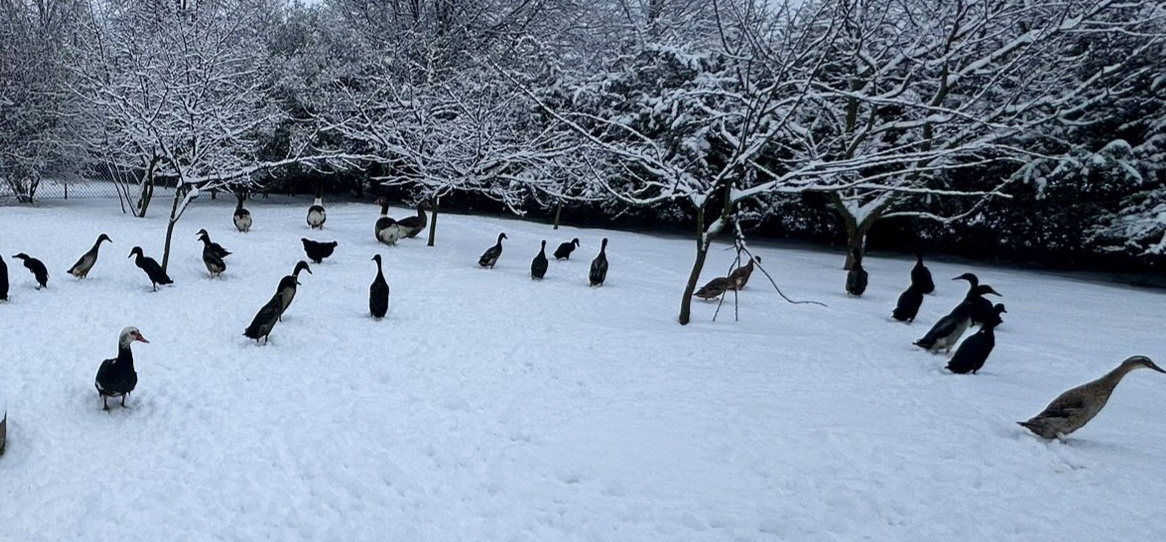 Indický běžec - 3