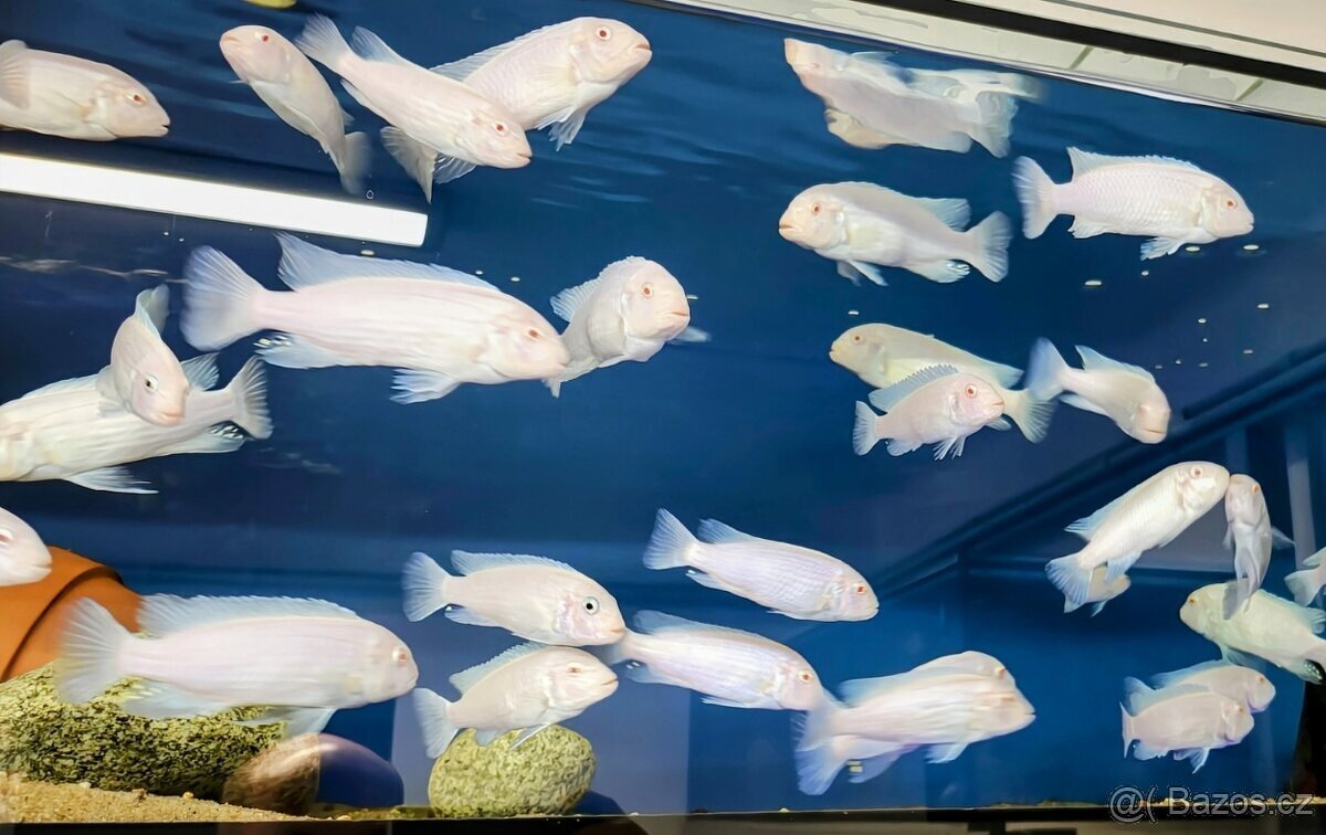 Malawi... Pseudotropheus socolofi "Snow White" albino - 3