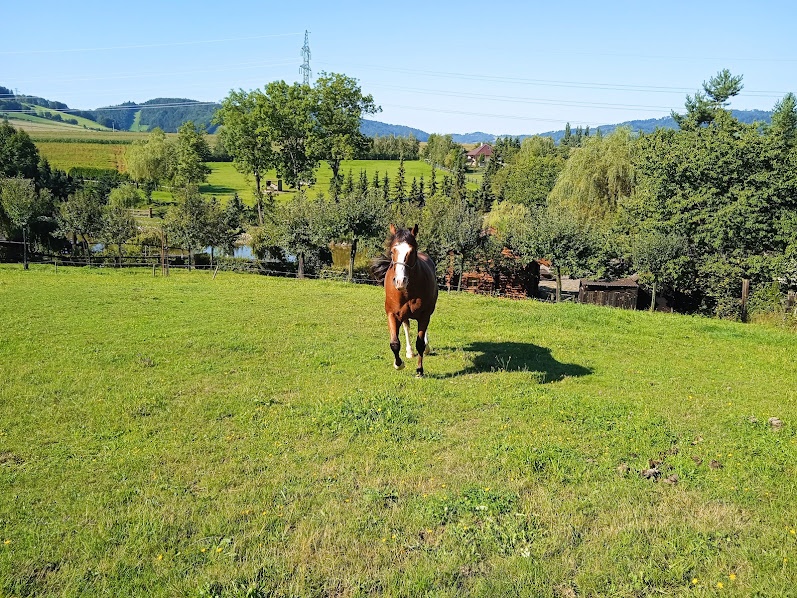společník ,pastevní ustájení - 3