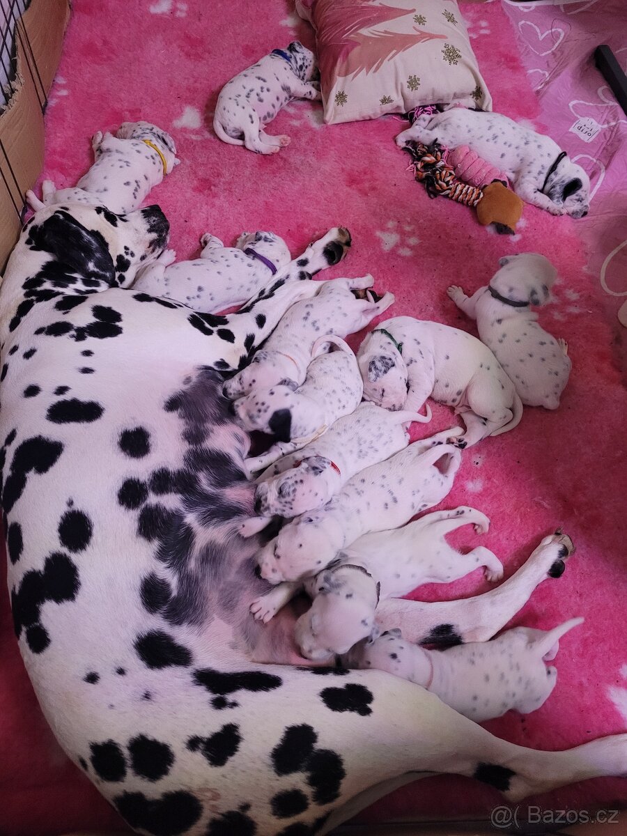 Dalmatinsky pes s PP, dalmatinec, dalmatin - 3