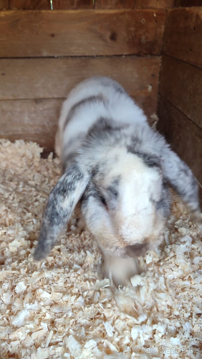 Zakrslý beránek kluk - 3