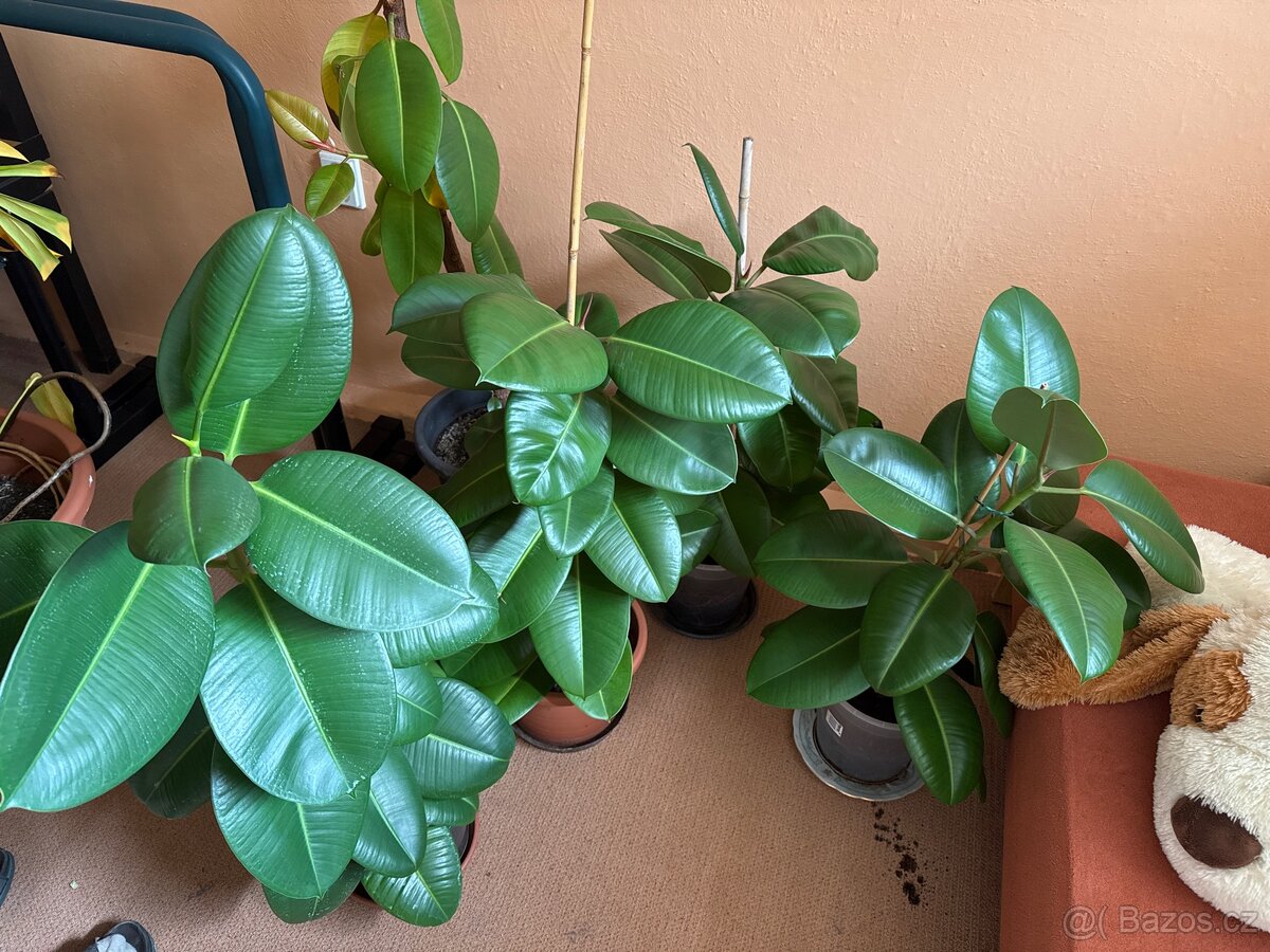 Fíkus elastica - 3