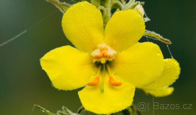 Divizna velkokvětá (na kašel bylina - květy,sazenice,semínka - 3