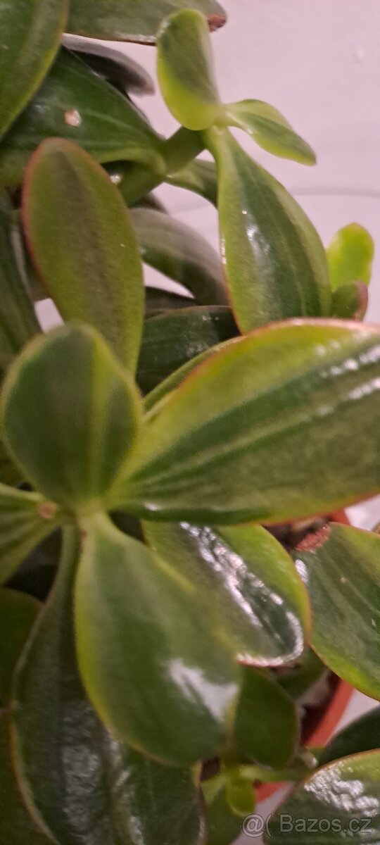 Crassula -Tlustice - 3