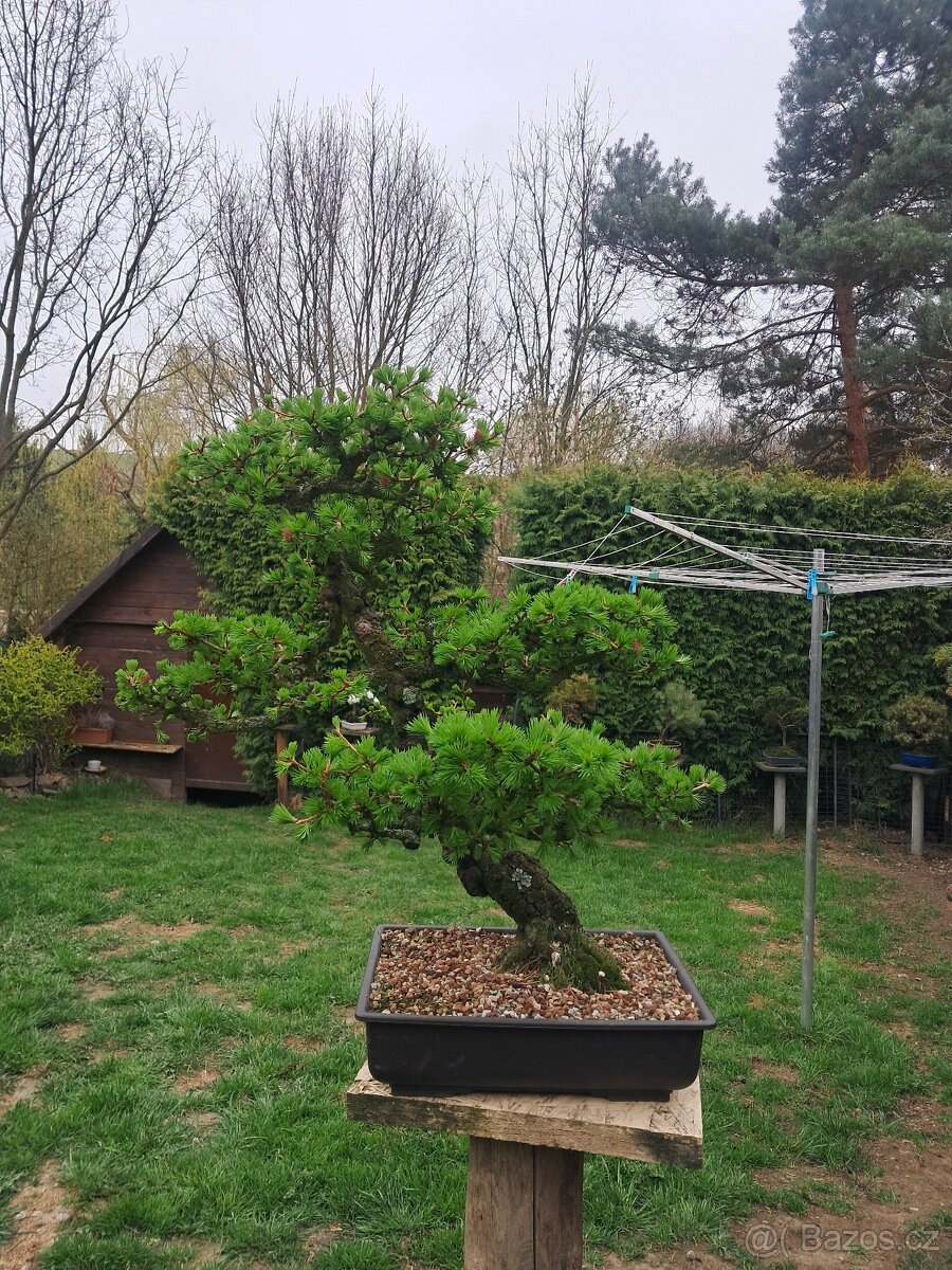 Bonsaj, bonsai Modřín - 3